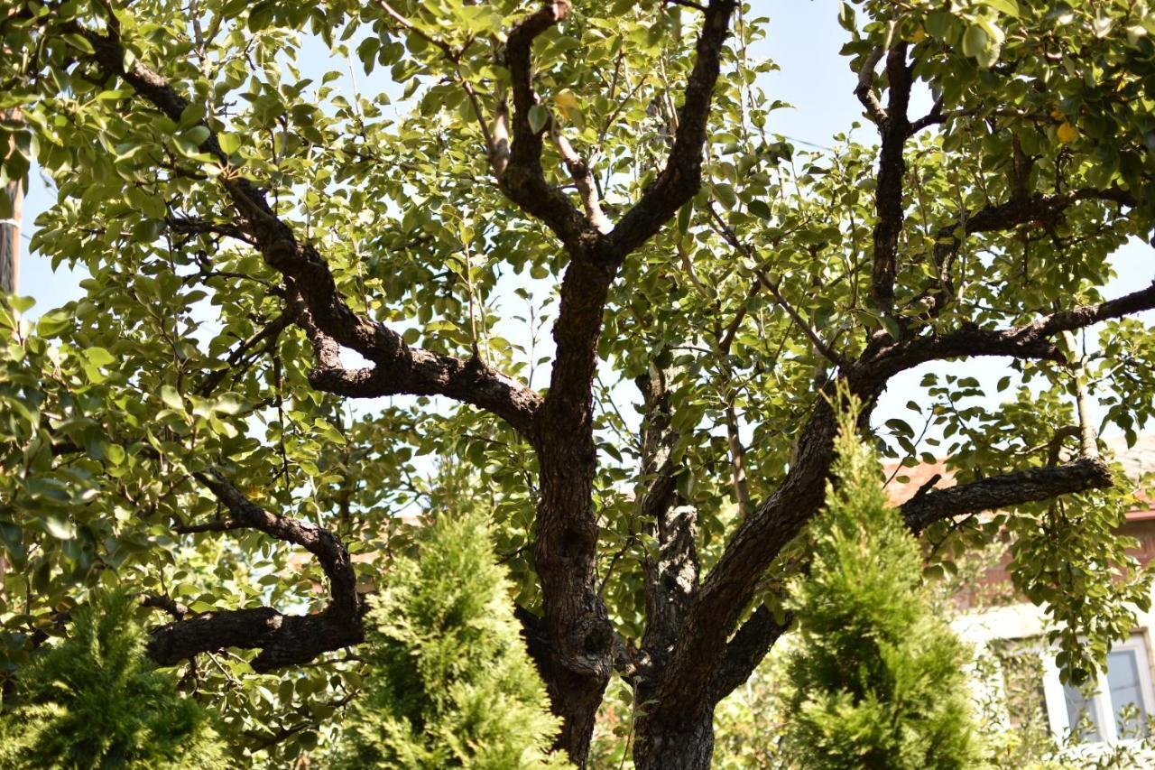 Konak Garavi Sokak Kursumlija Εξωτερικό φωτογραφία